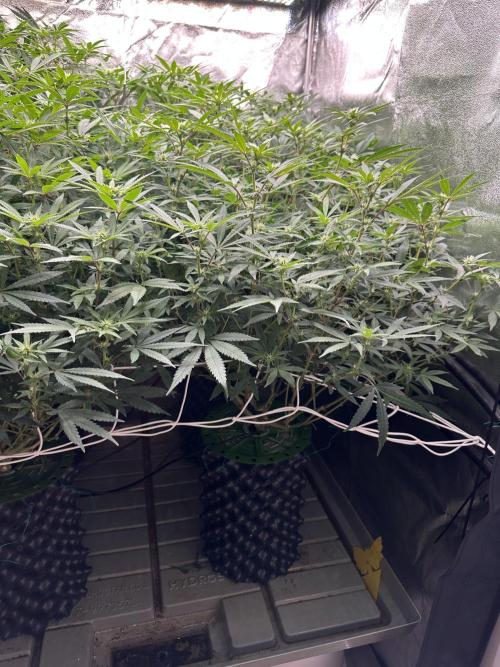 Don Carlos 3rd run 1X1. Week 2