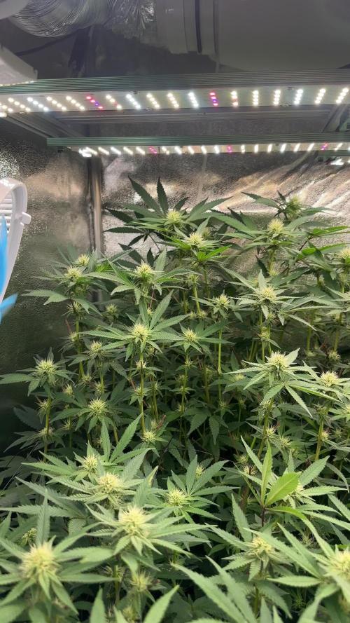 Don Carlos 3rd run 1X1