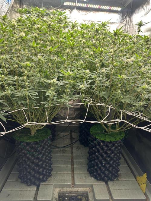 Don Carlos 3rd run 1X1. Week 3