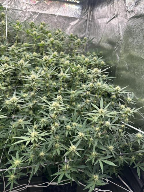 Don Carlos 3rd run 1X1. Week 3