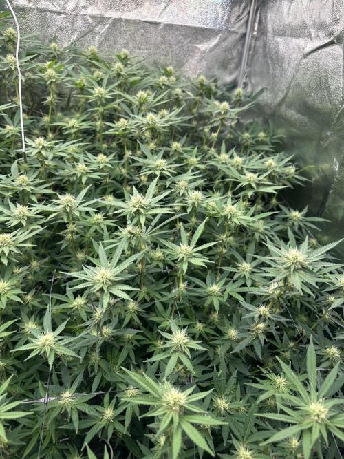 Don Carlos 3rd run 1X1. Week 3