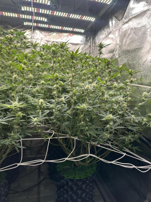 Don Carlos 3rd run 1X1. Week 3