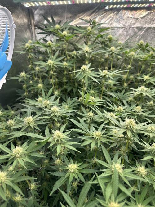 Don Carlos 3rd run 1X1. Week 3