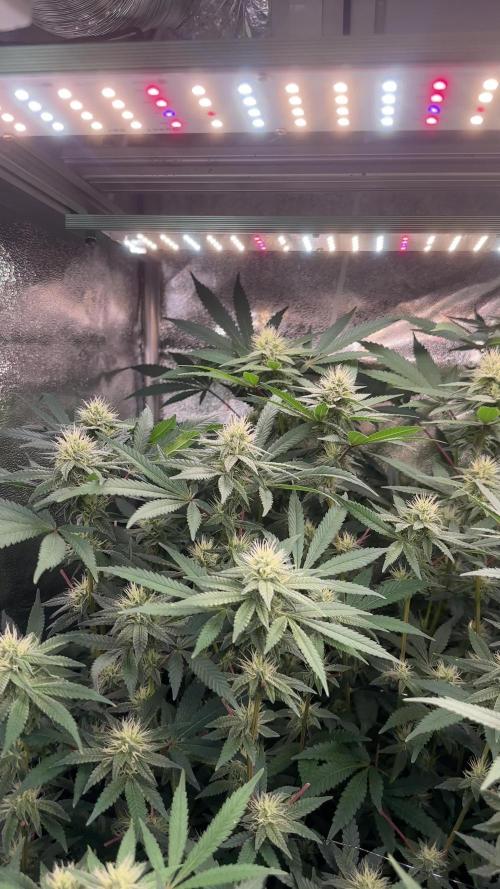 Don Carlos 3rd run 1X1