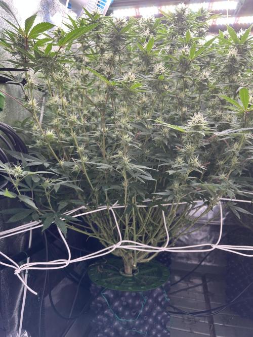 Don Carlos 3rd run 1X1. Week 4