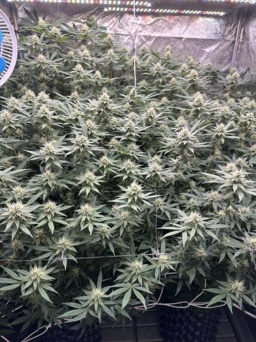 Don Carlos 3rd run 1X1. Week 4