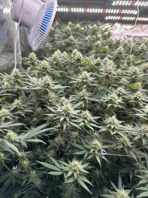 Don Carlos 3rd run 1X1. Week 4