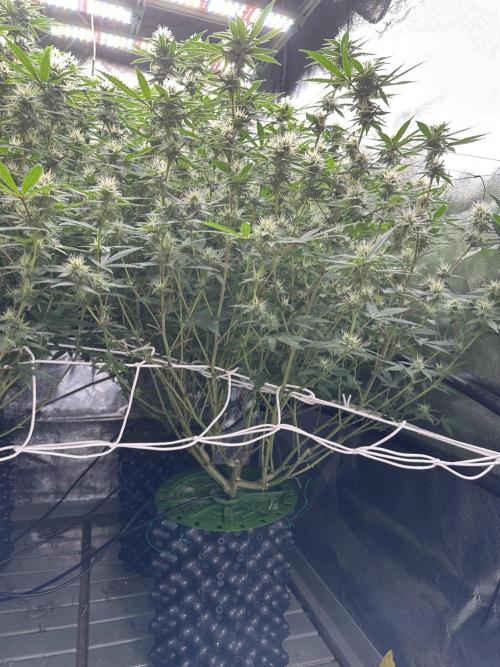 Don Carlos 3rd run 1X1. Week 4