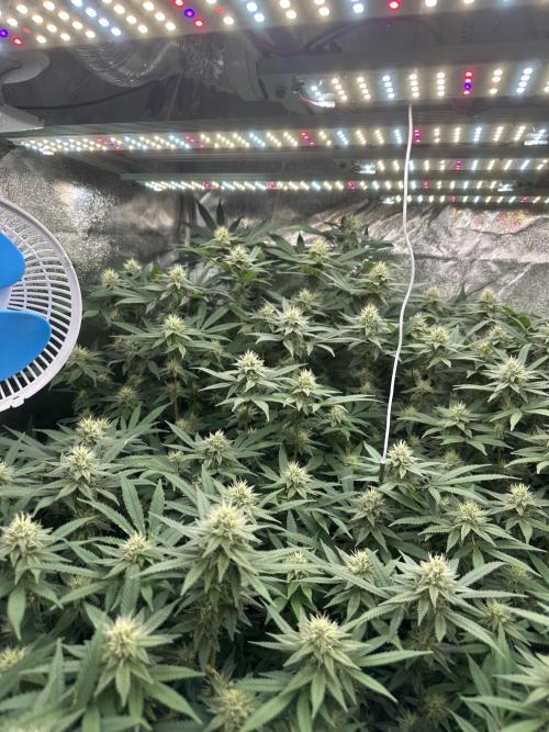 Don Carlos 3rd run 1X1. Week 4