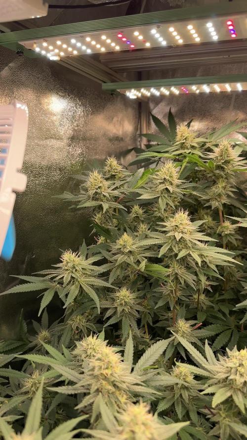 Don Carlos 3rd run 1X1