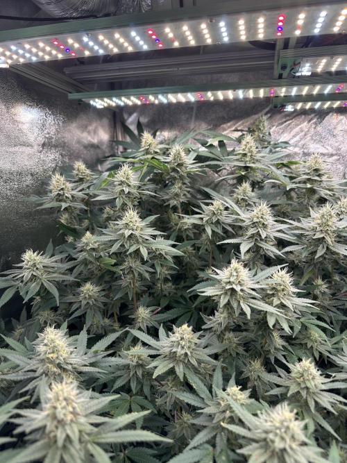 Don Carlos 3rd run 1X1. Week 5