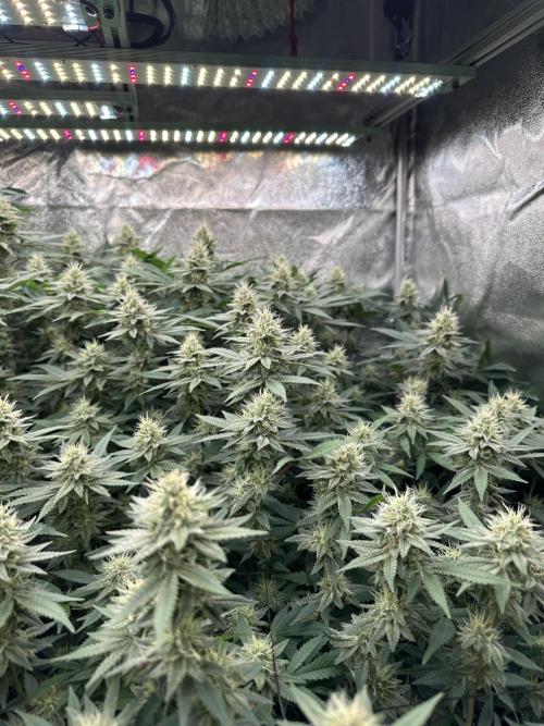 Don Carlos 3rd run 1X1. Week 5