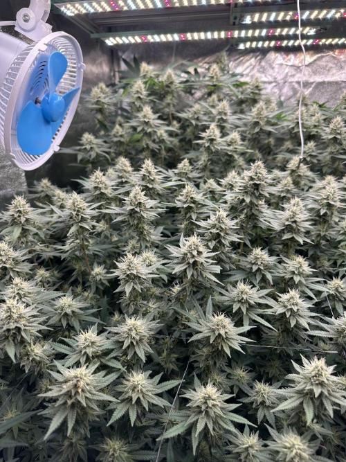 Don Carlos 3rd run 1X1. Week 5