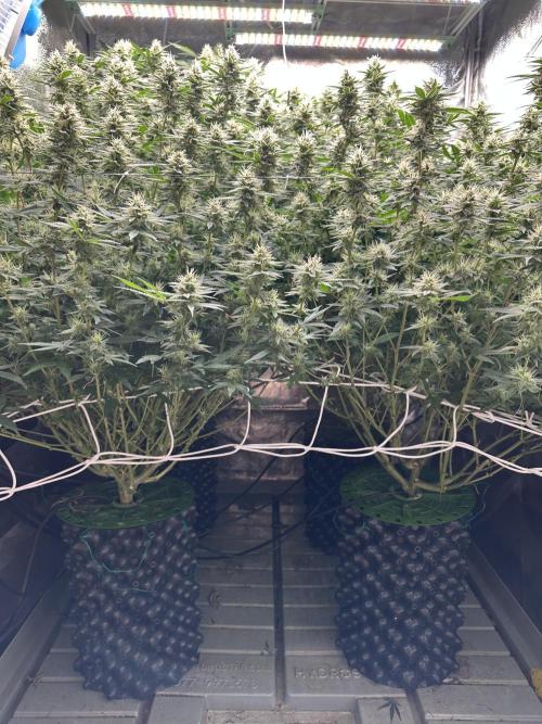 Don Carlos 3rd run 1X1. Week 5