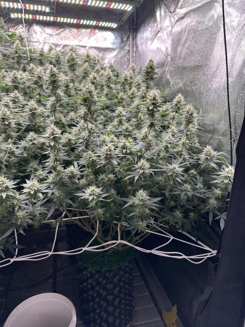 Don Carlos 3rd run 1X1. Week 5