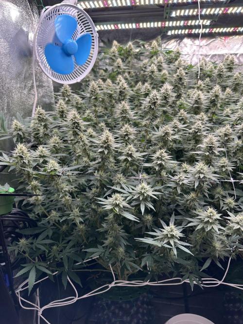 Don Carlos 3rd run 1X1. Week 5