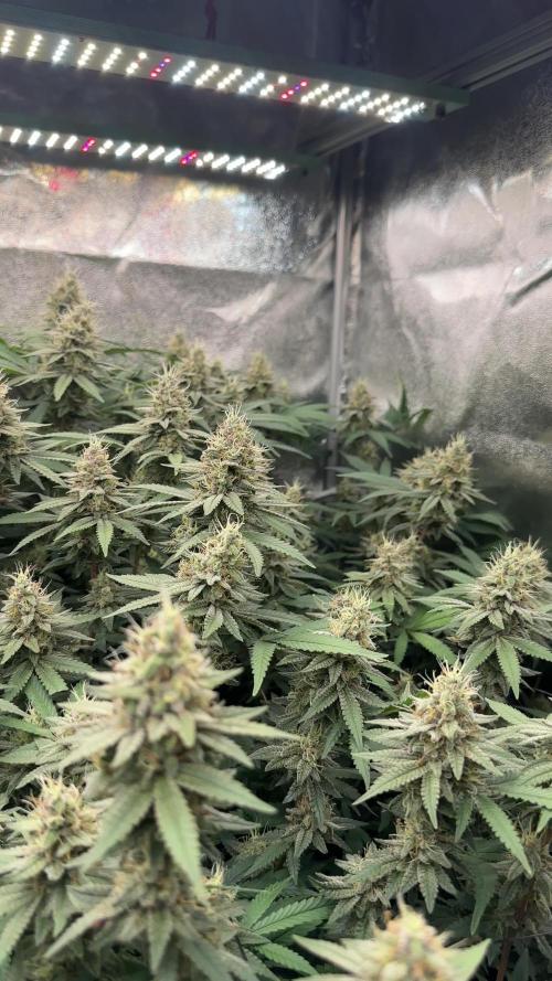 Don Carlos 3rd run 1X1