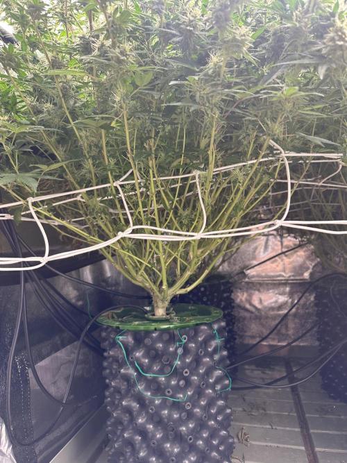 Don Carlos 3rd run 1X1. Week 6