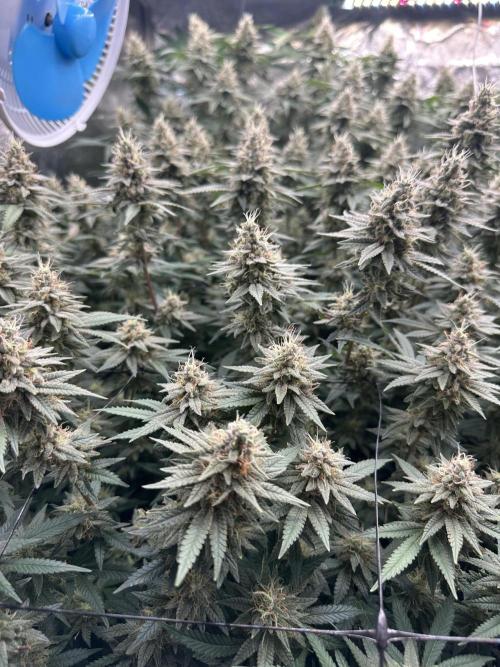 Don Carlos 3rd run 1X1. Week 6