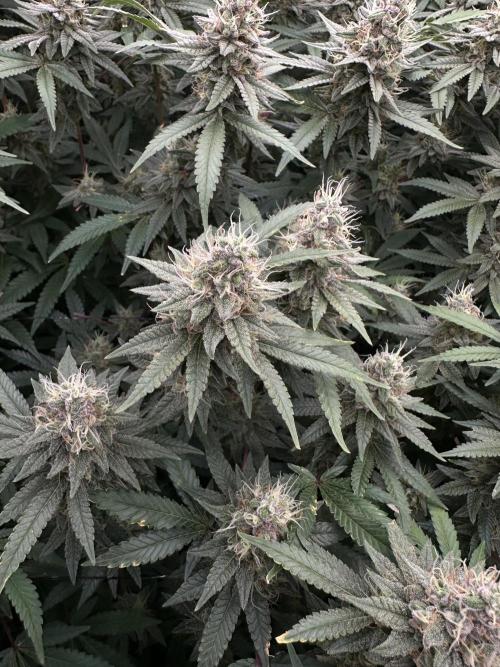 Don Carlos 3rd run 1X1. Week 6