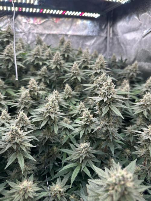 Don Carlos 3rd run 1X1. Week 6