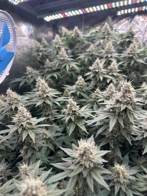 Don Carlos 3rd run 1X1. Week 6