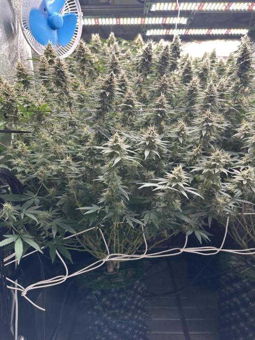 Don Carlos 3rd run 1X1. Week 6