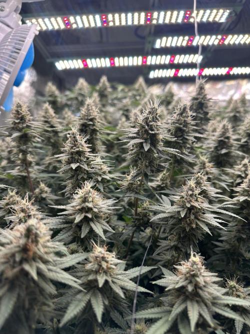 Don Carlos 3rd run 1X1. Week 6