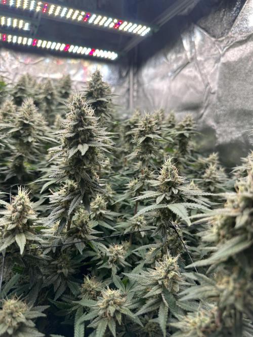 Don Carlos 3rd run 1X1. Week 6