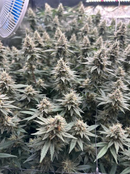 Don Carlos 3rd run 1X1. Week 6