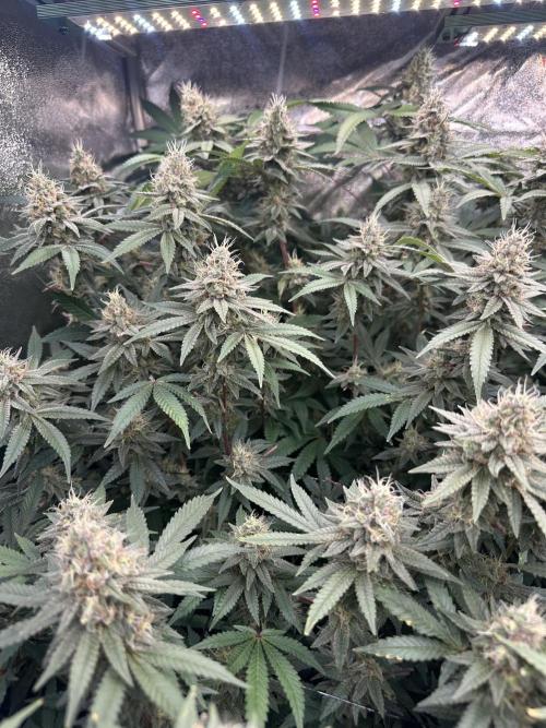 Don Carlos 3rd run 1X1. Week 6