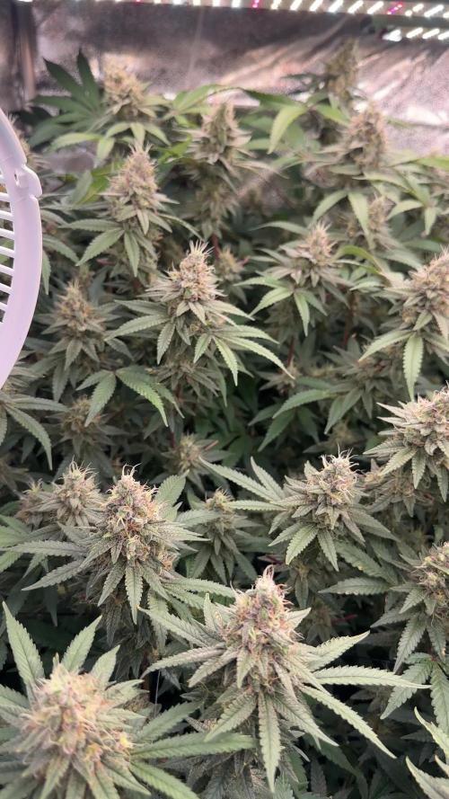 Don Carlos 3rd run 1X1