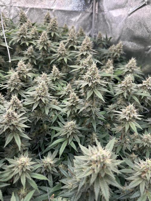 Don Carlos 3rd run 1X1. Week 7