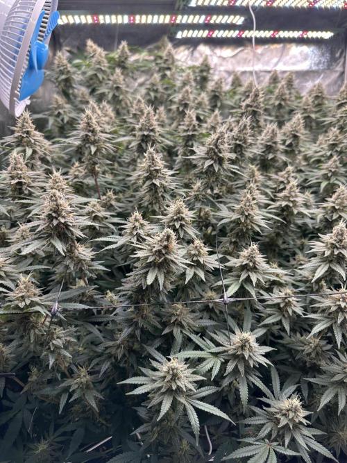 Don Carlos 3rd run 1X1. Week 7