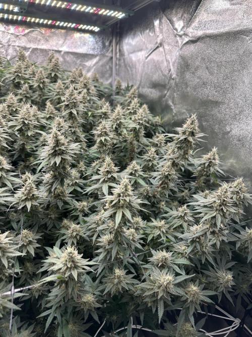 Don Carlos 3rd run 1X1. Week 7