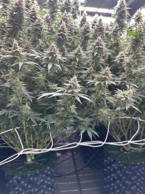 Don Carlos 3rd run 1X1. Week 7