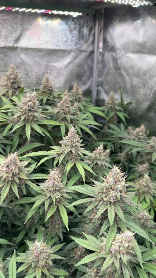 Don Carlos 3rd run 1X1