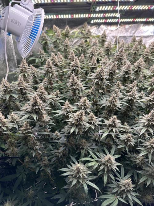 Don Carlos 3rd run 1X1. Week 8