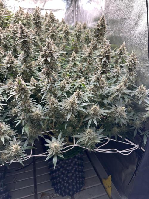 Don Carlos 3rd run 1X1. Week 8