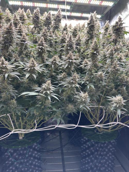 Don Carlos 3rd run 1X1. Week 8