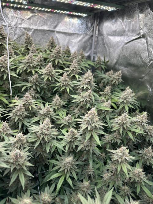 Don Carlos 3rd run 1X1. Week 8