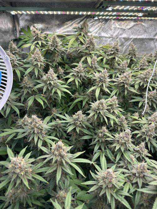 Don Carlos 3rd run 1X1. Week 8