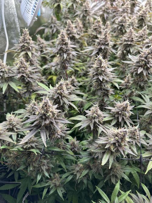 Don Carlos 3rd run 1X1. Week 9