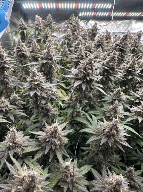 Don Carlos 3rd run 1X1. Week 9