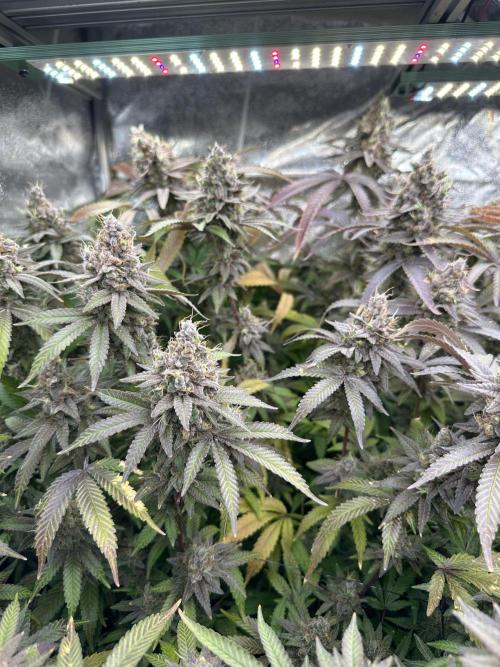 Don Carlos 3rd run 1X1. Week 9