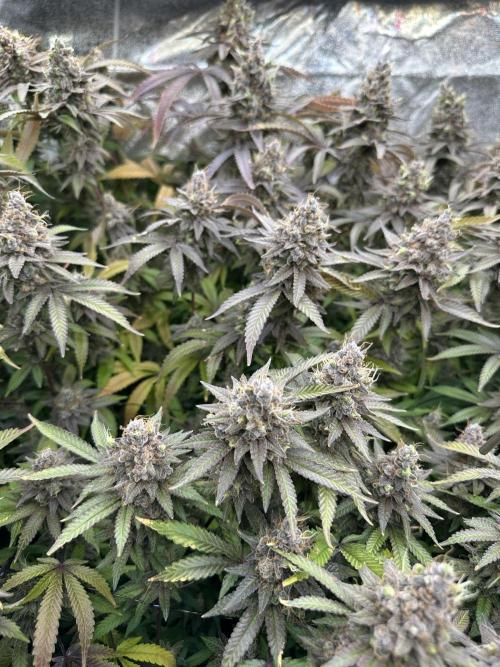 Don Carlos 3rd run 1X1. Week 9