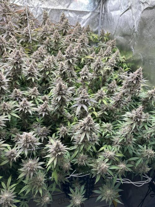 Don Carlos 3rd run 1X1. Week 9