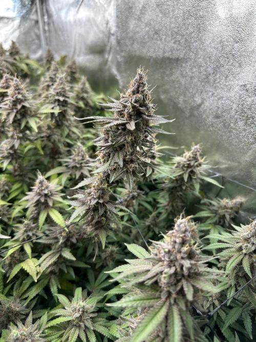 Don Carlos 3rd run 1X1. Week 9