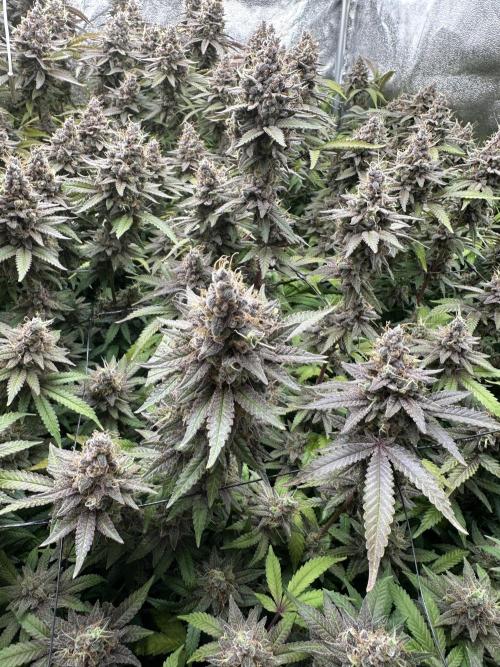 Don Carlos 3rd run 1X1. Week 9