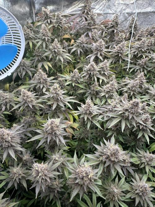 Don Carlos 3rd run 1X1. Week 9